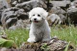 BICHON FRISE 504